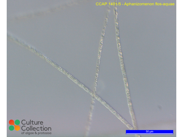 Aphanizomenon flos-aquae