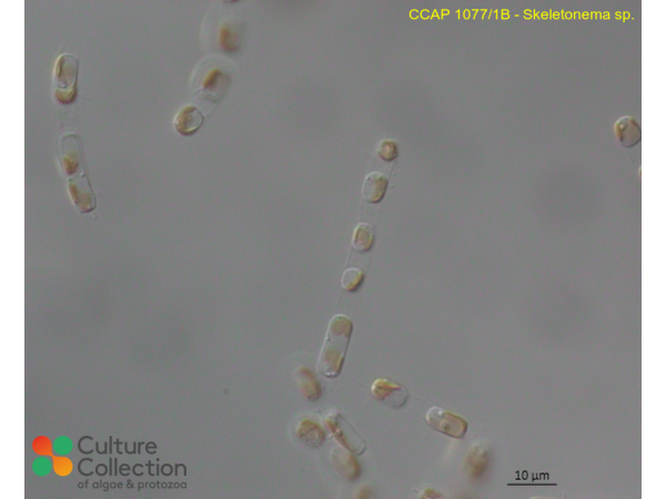 Skeletonema sp.