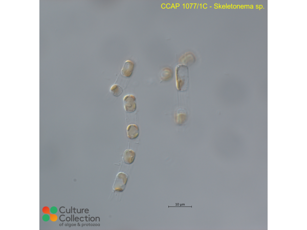 Skeletonema sp.