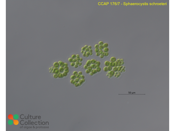 Sphaerocystis schroeteri
