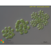 Sphaerocystis schroeteri