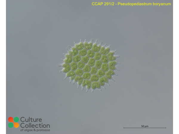 Pseudopediastrum boryanum