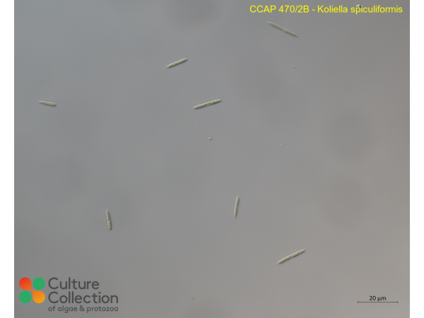 Koliella spiculiformis