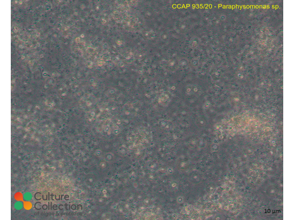 Paraphysomonas sp.