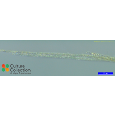 Aphanizomenon flos-aquae