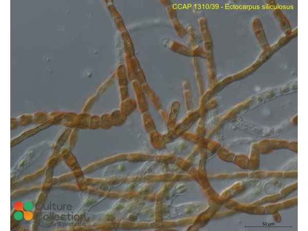 Ectocarpus siliculosus