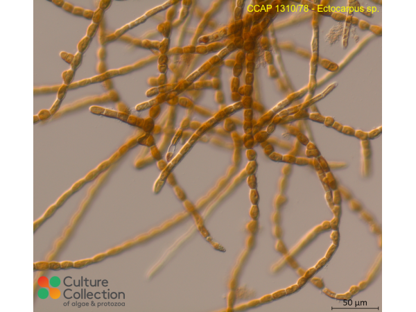 Ectocarpus sp.