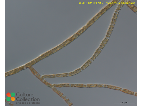 Ectocarpus siliculosus Ectocarpus siliculosus