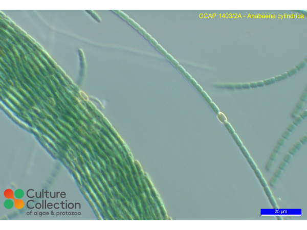 Anabaena cylindrica