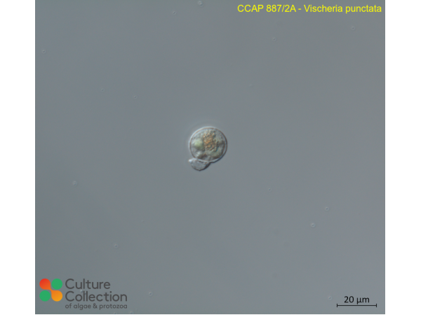 Vischeria punctata Vischeria punctata
