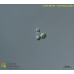 Vischeria punctata Vischeria punctata