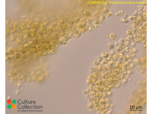 Rhizochromulina marina