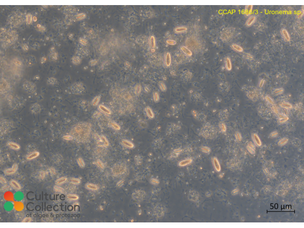 Uronema sp.