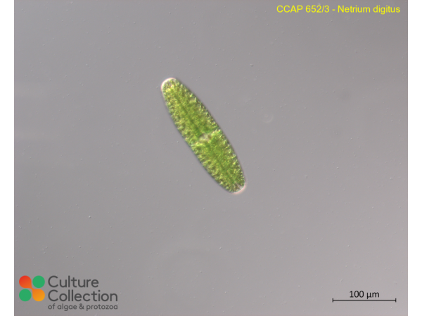 Netrium digitus