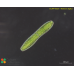Netrium digitus