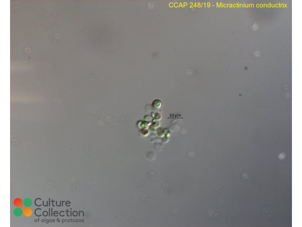 Micractinium conductrix