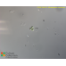 Micractinium conductrix