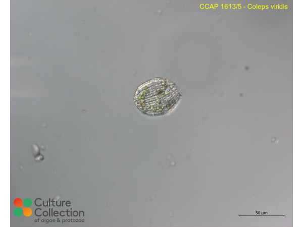 Coleps viridis