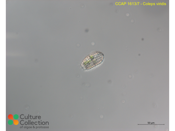Coleps viridis
