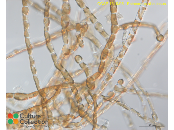 Ectocarpus siliculosus Ectocarpus siliculosus