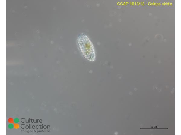 Coleps viridis