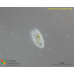 Coleps viridis