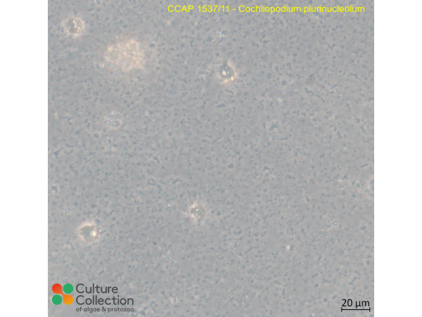 Cochliopodium plurinucleolum