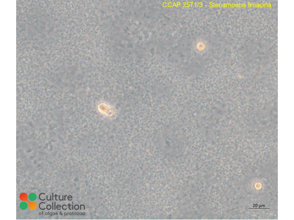 Stenamoeba limacina