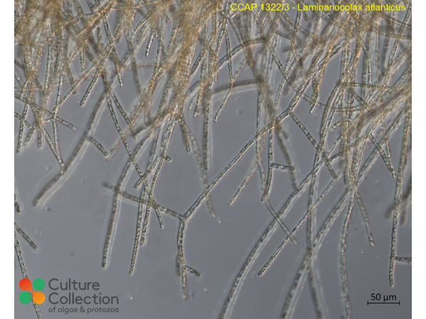 Laminariocolax atlanticus