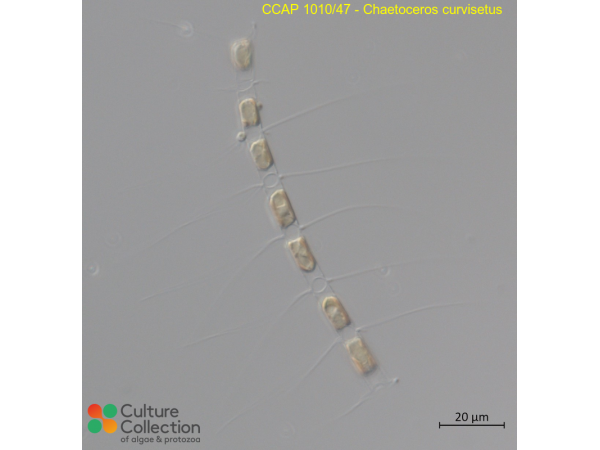 Chaetoceros curvisetus