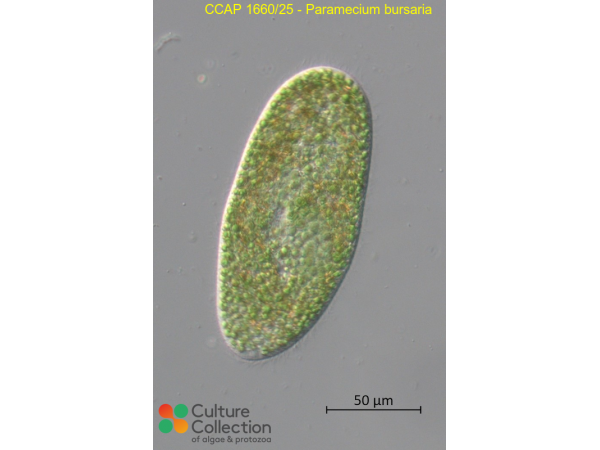 Paramecium tetratobursaria