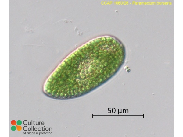 Paramecium tritobursaria