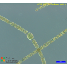 Anabaena solitaria