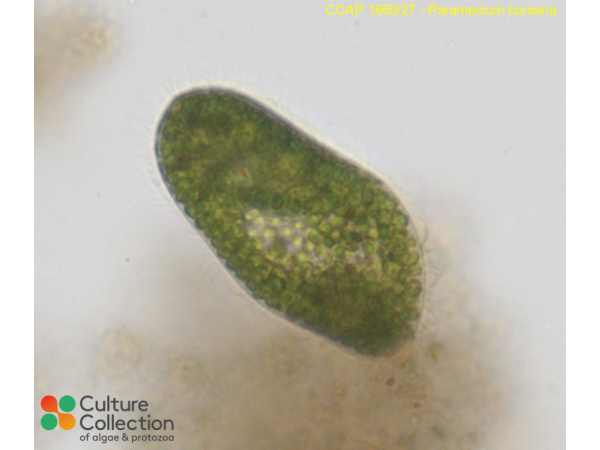 Paramecium bursaria