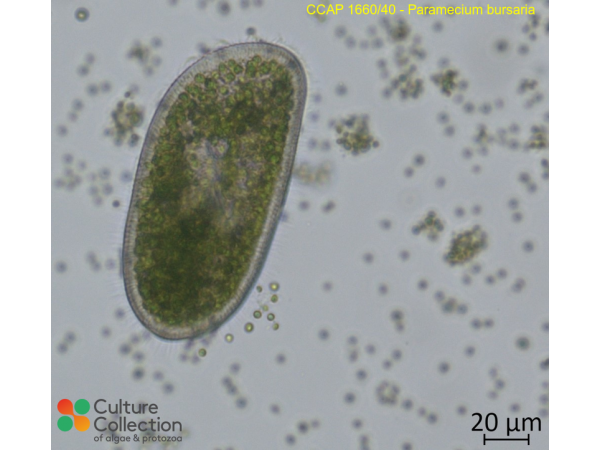 Paramecium bursaria