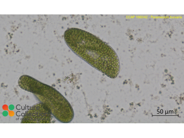 Paramecium bursaria