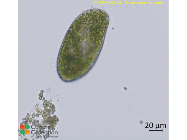 Paramecium bursaria