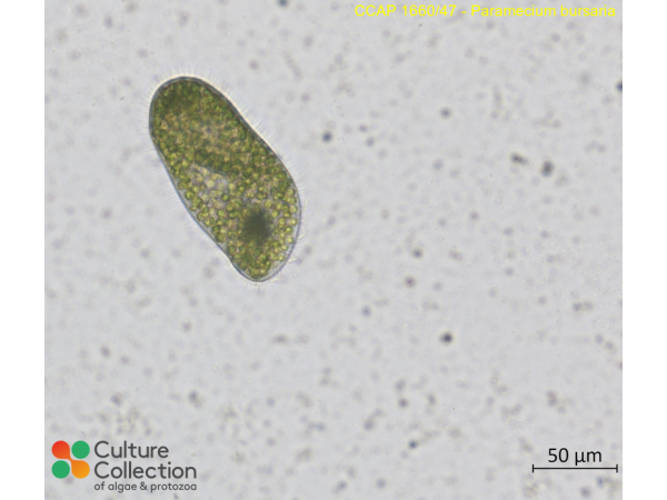 Paramecium bursaria