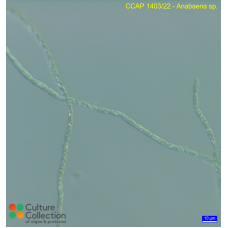 Anabaena sp.