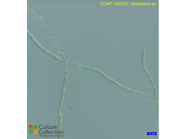 Anabaena sp.