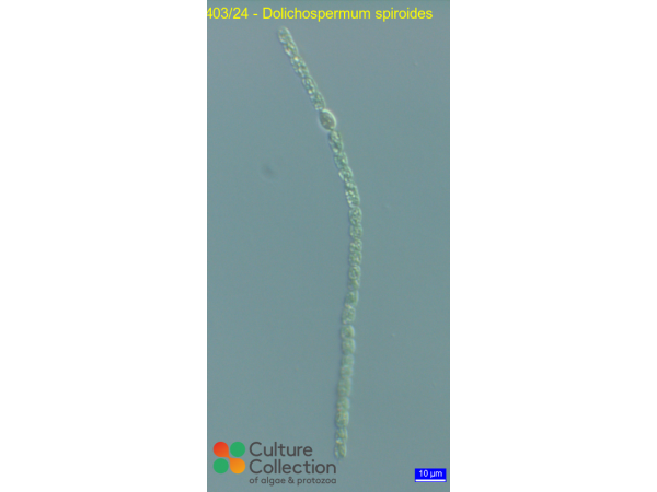 Dolichospermum spiroides