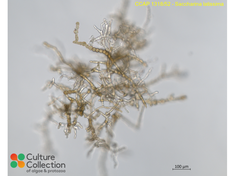 Saccharina latissima