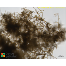 Saccharina latissima