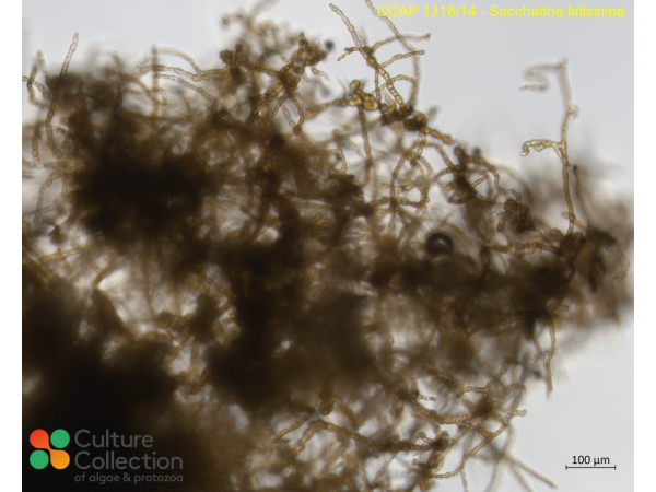 Saccharina latissima Saccharina latissima