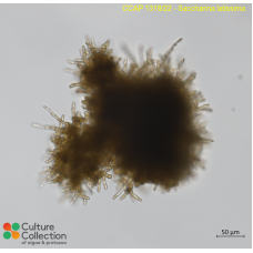 Saccharina latissima