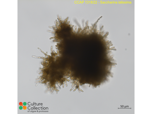 Saccharina latissima Saccharina latissima