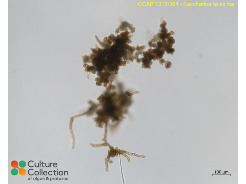 Saccharina latissima