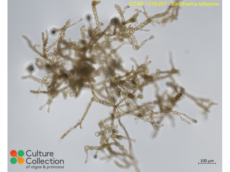 Saccharina latissima