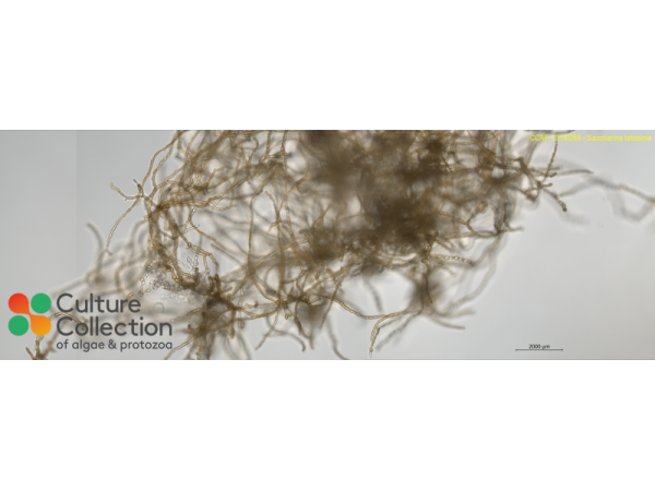 Saccharina latissima