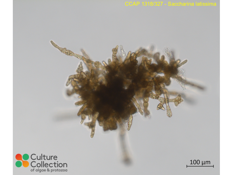 Saccharina latissima